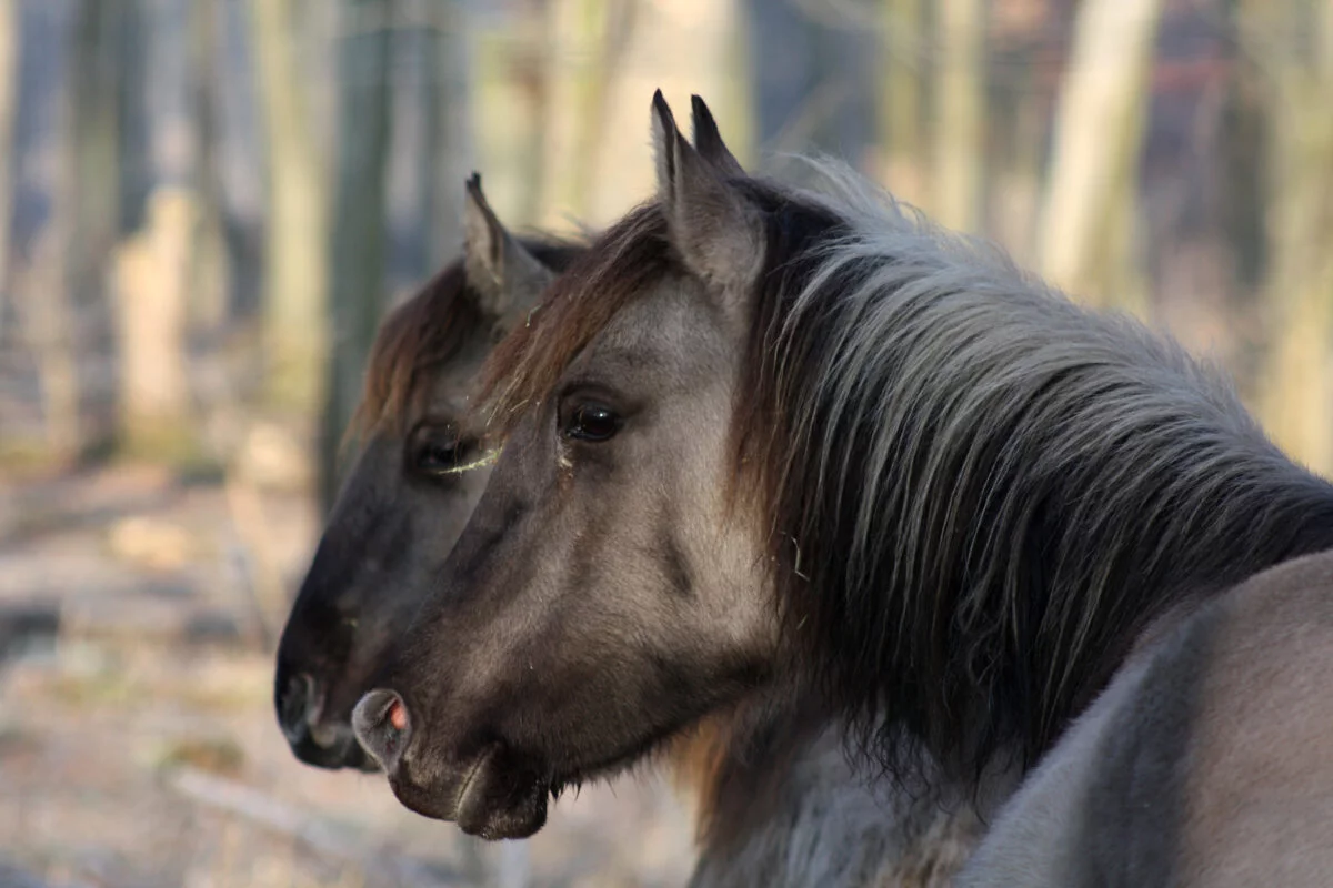 raças raras de cavalos