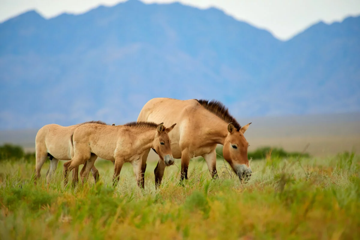 raças raras de cavalos