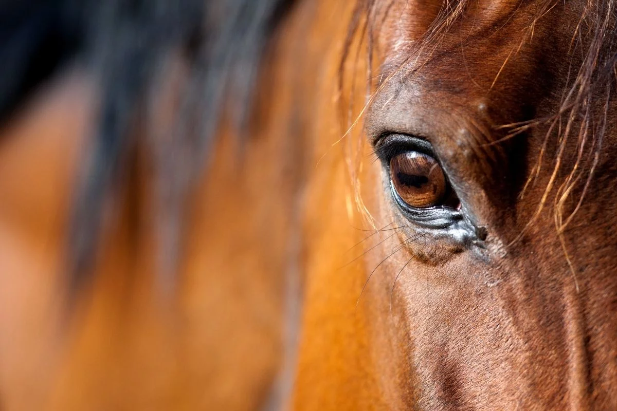 Foto: Adobe Stock