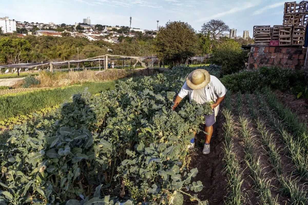 Estudo identificou cultivos agrícolas próximos a áreas de vegetação nativa | Foto: Semil/Divulgação