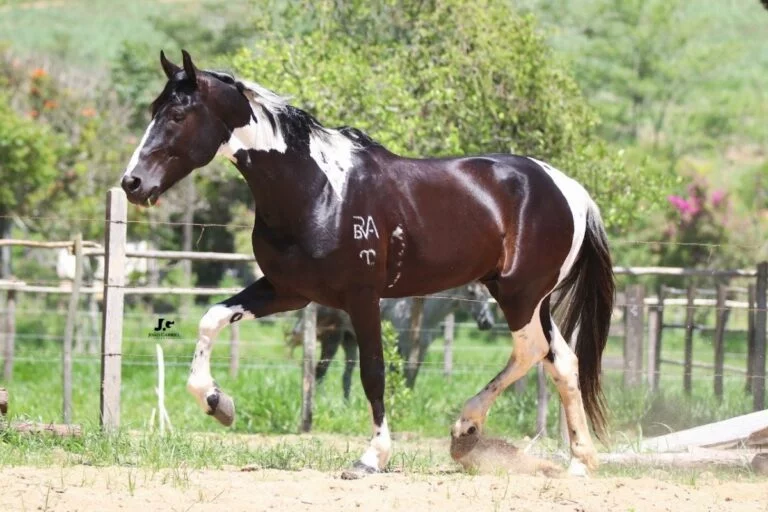 Casos de intoxicação de cavalos por ração podem passar de 1.400, denunciam criadores