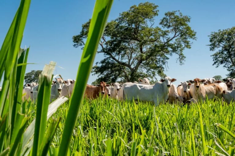 Preço do boi gordo perdeu 5% desde o anúncio do tarifaço