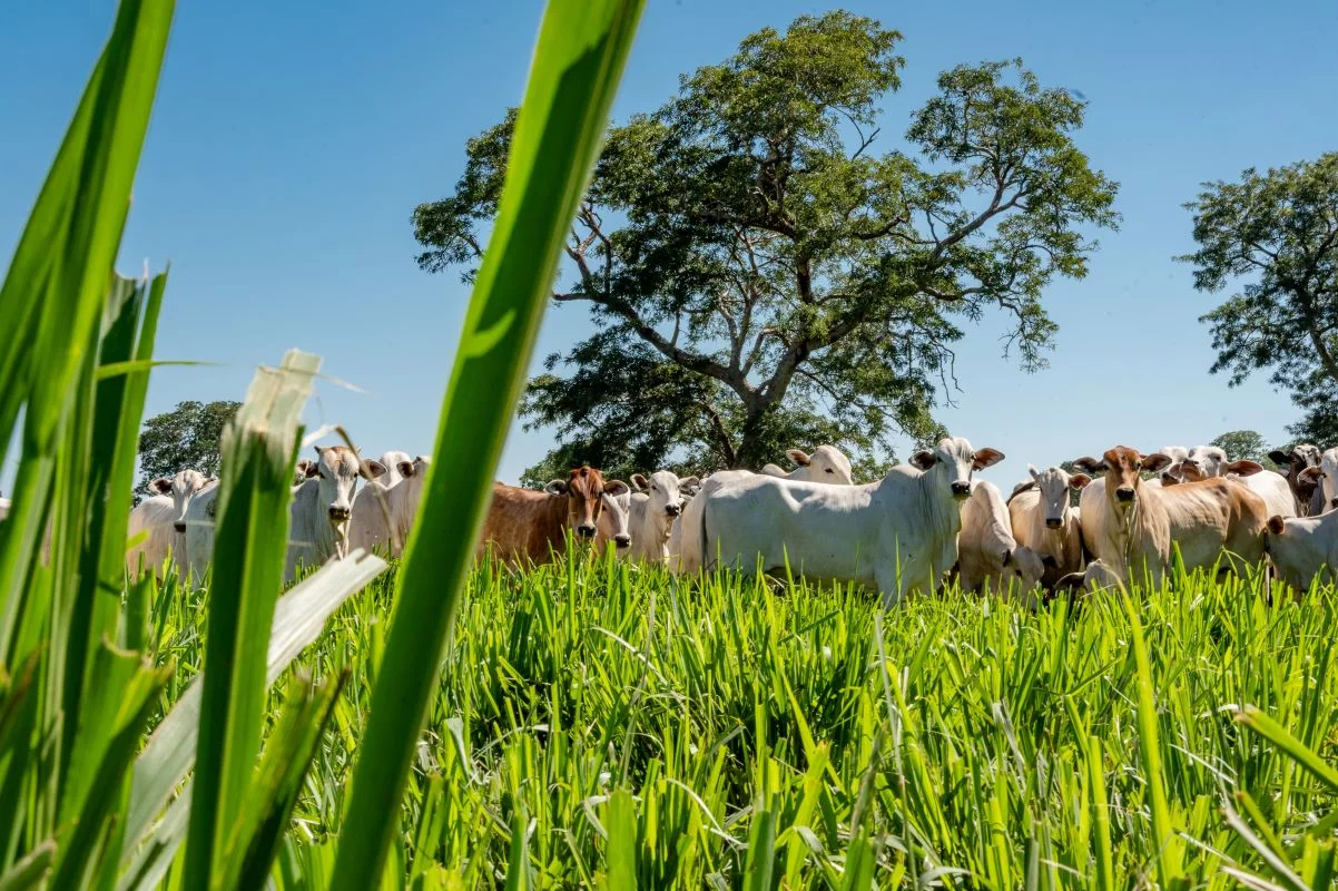 Foto: Adobe Stock