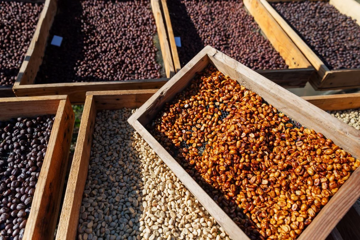 Medidas anunciadas por Trump ameaçam interromper fluxo de café brasileiro aos EUA | Foto: Adobe Stock