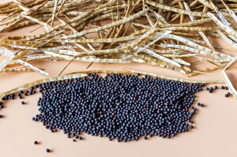Brasil abre mercado de sementes de canola para a África do Sul