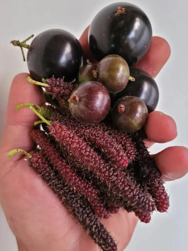 Conheça o pomar escondido em SP que cultiva 200 frutas tão raras que você nem imagina