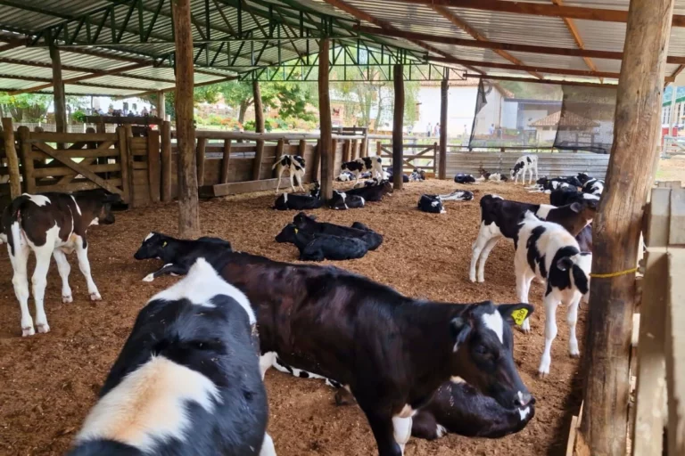 Dia do Pecuarista: produtor desenvolve técnica que eleva em 80% a produção de bezerros Dia do Pecuarista: produtor desenvolve técnica que eleva em 80% a produção de bezerros