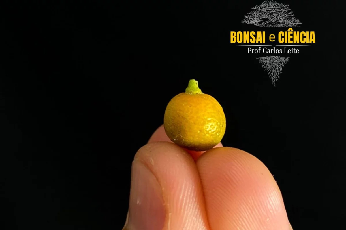 frutas em miniatura; bonsai; minifrutas