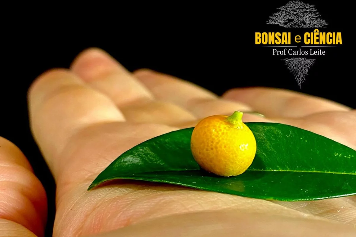 frutas em miniatura; bonsai; minifrutas