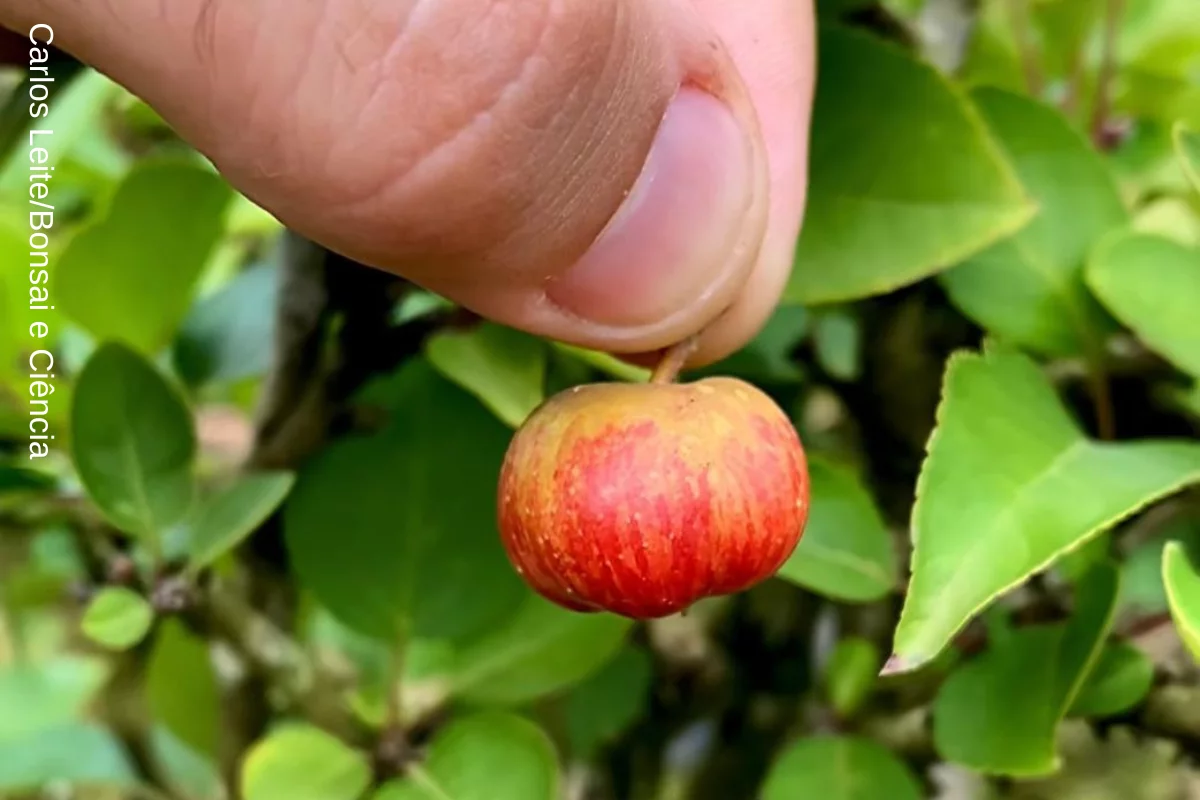 Foto: Carlos Leite/Bonsai e Ciência