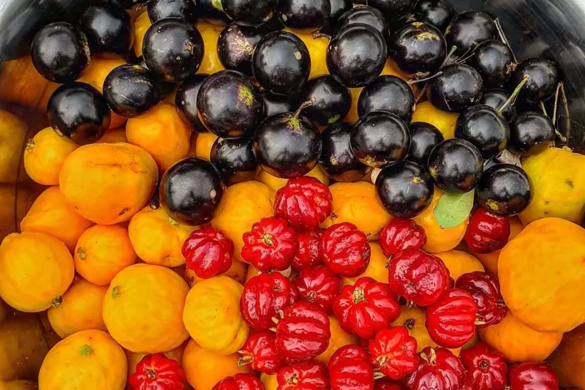 Na foto estão Jabuticaba Grumixama, Pitanga do Cerrado e Uvaia. Foto: Frutas Raras/Divulgação