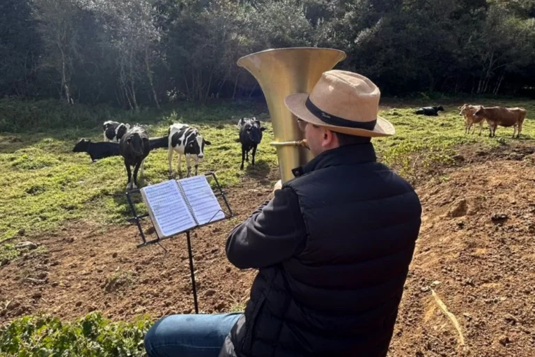 Por que um produtor toca música para as vacas leiteiras?