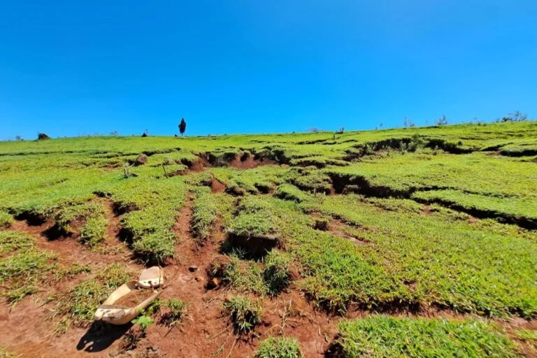 Projeto no Araguaia quer restaurar 100 mil hectares de pastagens degradadas