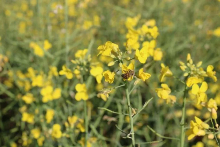 RS: clima impulsiona lavouras de canola e aumenta apicultura migratória