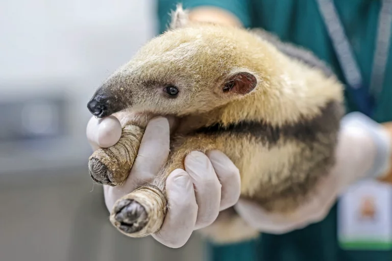 SP anuncia curso gratuito sobre resgate de animais em incêndios