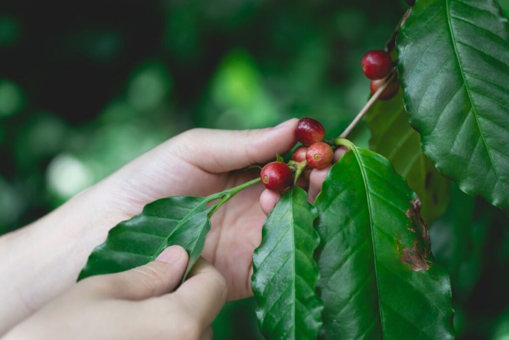 Mãos seguram uma planta com frutos do café