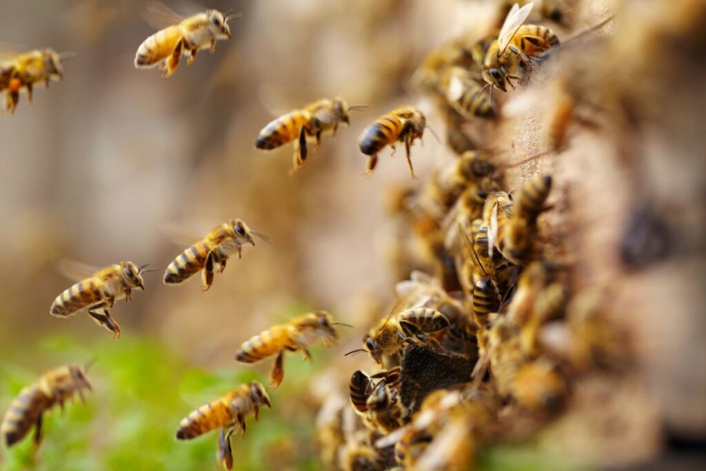 abelhas reunidas em favo