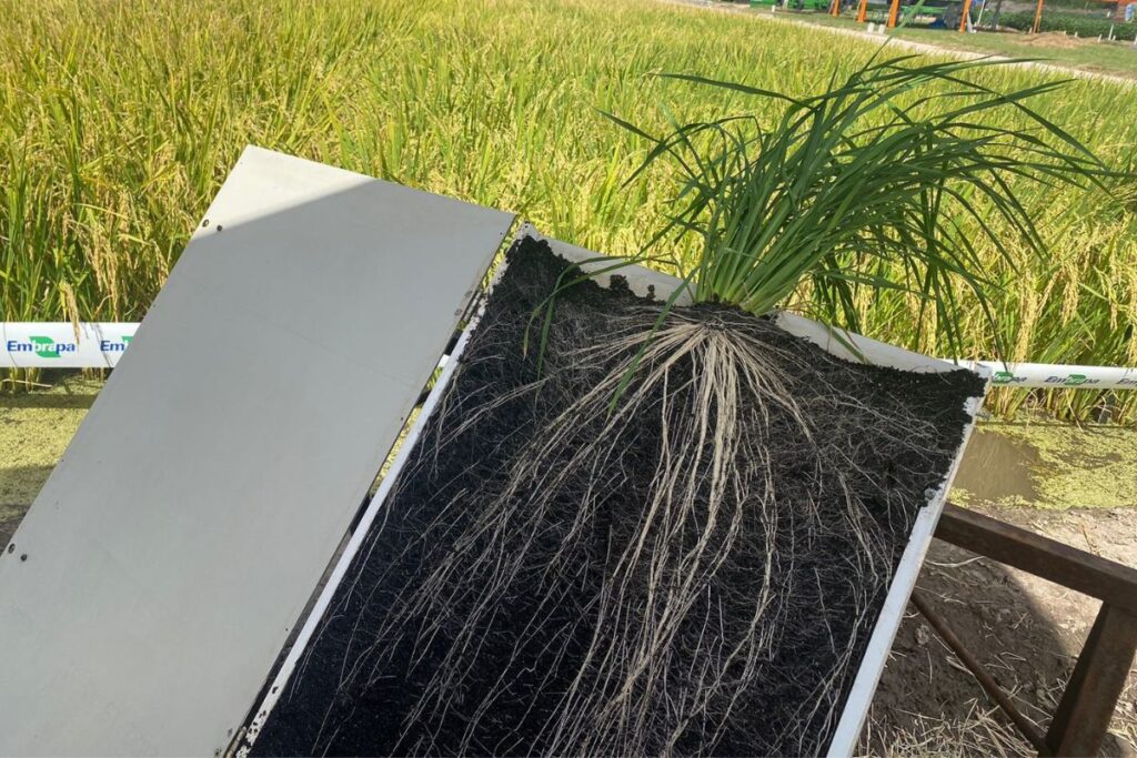 detalhe de raiz da planta de arroz com tecnologia embrapa