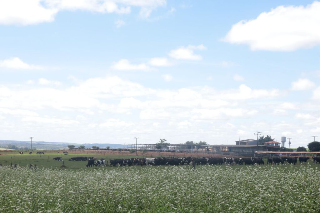 Vacas a pasto na Fazenda Kiwi