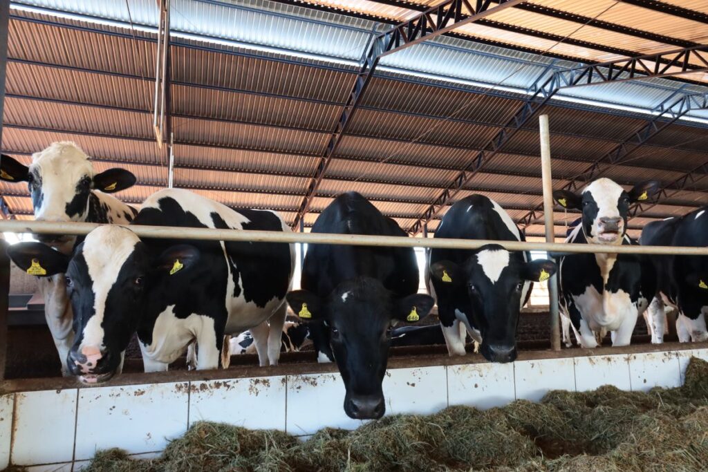 Vacas em confinamento de leite