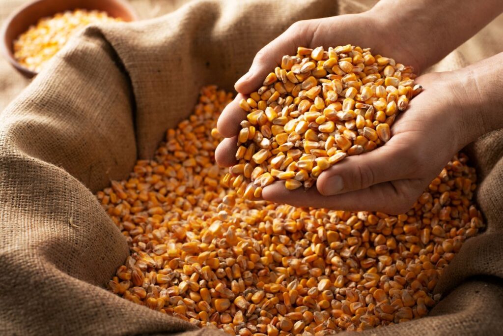 grãos de milho