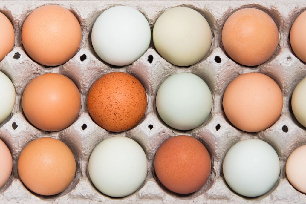 caixa com ovos de várias cores, brancos, marrosn, cinzas