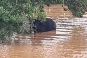búfalo arrastado pelas chuvas