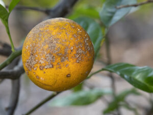 Orange with citrus greening disease