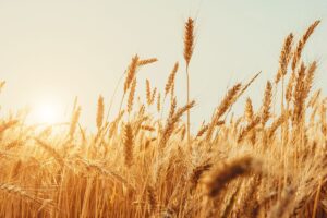 plantio de trigo